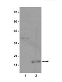 Anti-monomethyl-Histone H3 (Lys9) Antibody Upstate&#174;, from rabbit