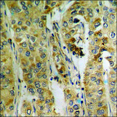 Anti-phospho-mTOR (pSer2448) antibody produced in rabbit affinity isolated antibody