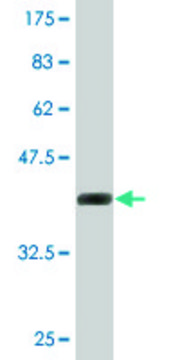 Monoclonal Anti-SUMO2 antibody produced in mouse clone 2C7-1A11, purified immunoglobulin, buffered aqueous solution