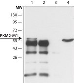 Anti-PKM2 (isoform M1) antibody produced in rabbit ~1.5&#160;mg/mL, affinity isolated antibody