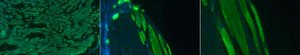 Anti-Actin Antibody, Alexa Fluor&#8482; 488 Conjugate from rabbit, ALEXA FLUOR&#8482; 488