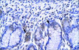 Anti-RBPJ antibody produced in rabbit affinity isolated antibody