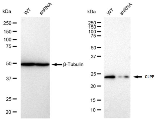 KD-Validated Anti CLPP Antibody, clone 23GB1865, Rabbit Monoclonal clone 23GB1865, recombinant rabbit monoclonal, expressed in HEK293 cells
