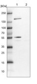 Anti-EEA1 antibody produced in rabbit Prestige Antibodies&#174; Powered by Atlas Antibodies, affinity isolated antibody, buffered aqueous glycerol solution