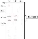 Anti-Caspase 9 antibody produced in rabbit affinity isolated antibody, buffered aqueous solution