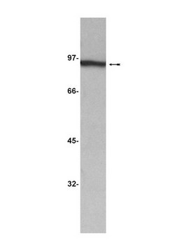 Anti-&#946;-Catenin Antibody, clone 2H4A7 clone 2H4A7, Upstate&#174;, from mouse