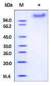 VEGFR1/Flt-1 human recombinant, expressed in HEK 293 cells, &#8805;98% (SDS-PAGE)