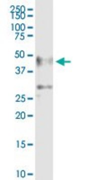 Anti-ZSCAN4 antibody produced in mouse IgG fraction of antiserum, buffered aqueous solution