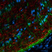Anti-Mouse IgG (H+L), CF&#8482; 568 antibody produced in goat ~2&#160;mg/mL, affinity isolated antibody