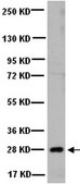 Anti-Heterochromatin Protein-1 &#946; Antibody, clone 1MOD-1A9 ascites fluid, clone 1MOD-1A9, Chemicon&#174;