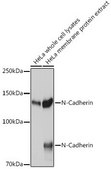 Anti-N Cadherin antibody produced in rabbit