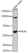 Anti-MLKL antibody produced in rabbit