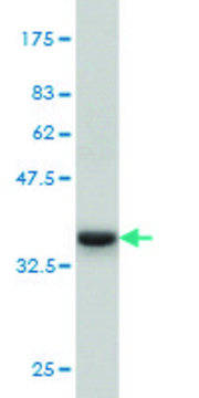 Monoclonal Anti-IRAK3, (C-terminal) antibody produced in mouse clone 1F6, purified immunoglobulin, buffered aqueous solution