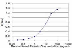 Monoclonal Anti-PPM1D antibody produced in mouse clone 4D1, purified immunoglobulin, buffered aqueous solution