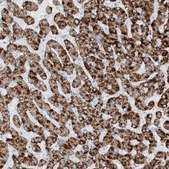 Anti-AGXT antibody produced in rabbit Prestige Antibodies&#174; Powered by Atlas Antibodies, affinity isolated antibody, buffered aqueous glycerol solution