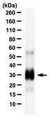 Anti-IL-17A Antibody, clone 6F9.2.12.1.5