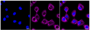 KD-Validated Anti Arg2 Antibody, clone 23GB655, Rabbit Monoclonal clone 23GB655, recombinant rabbit monoclonal, expressed in HEK293 cells