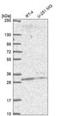Anti-PLEKHB2 antibody produced in rabbit Prestige Antibodies&#174; Powered by Atlas Antibodies, affinity isolated antibody