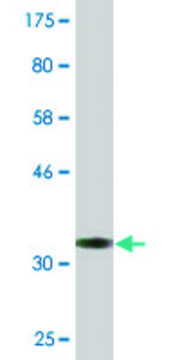 Monoclonal Anti-ARPC3, (N-terminal) antibody produced in mouse clone 2E11, purified immunoglobulin, buffered aqueous solution