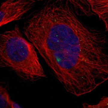 Anti-GCM1 antibody produced in rabbit Prestige Antibodies&#174; Powered by Atlas Antibodies, affinity isolated antibody, buffered aqueous glycerol solution