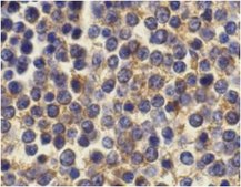Anti-BCMA Antibody from rabbit, purified by affinity chromatography