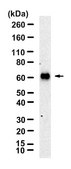 Anti-CD62E Antibody, clone 1I3-H1 ZooMAb&#174; Rabbit Monoclonal recombinant, expressed in HEK 293 cells