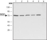 Anti-NOX1 antibody produced in rabbit ~1.5&#160;mg/mL, affinity isolated antibody