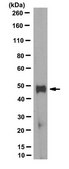 Anti-TDO2 Antibody, clone 7A6.1 clone 7A6.1, from mouse