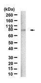Anti-Perforin-1 Antibody, clone dG9 ZooMAb&#174; Mouse Monoclonal recombinant, expressed in HEK 293 cells