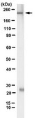 Anti-MYH-1 Antibody, clone 6F12H3 clone 6F12H3, from rat