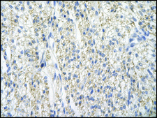 Anti-PRMT2 antibody produced in rabbit IgG fraction of antiserum
