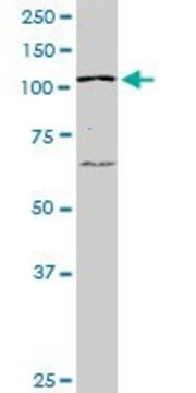 ANTI-PTK2 antibody produced in mouse clone 1D7, purified immunoglobulin, buffered aqueous solution