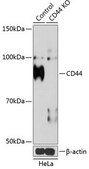 Anti- CD44 antibody produced in rabbit