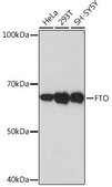 Anti-FTO antibody produced in rabbit