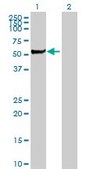 Anti-STK3 antibody produced in mouse purified immunoglobulin, buffered aqueous solution