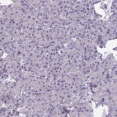 Anti-TMEM132A antibody produced in rabbit Prestige Antibodies&#174; Powered by Atlas Antibodies, affinity isolated antibody, buffered aqueous glycerol solution