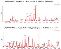 Calmodulin from bovine testes BioUltra, &#8805;98% (SDS-PAGE), lyophilized powder, essentially salt free