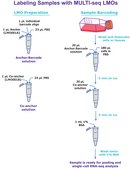 MULTI-seq Lipid-Modified Oligos for Single Cell and Single Nucleus Multiplexing