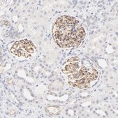 Anti-NPNT antibody produced in rabbit Prestige Antibodies&#174; Powered by Atlas Antibodies, affinity isolated antibody, buffered aqueous glycerol solution