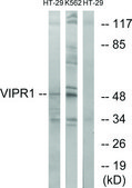 Anti-VIPR1, C-Terminal antibody produced in rabbit affinity isolated antibody