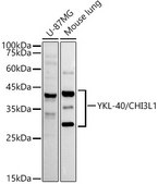 Anti-YKL-40/CHI3L1 Antibody, clone 7T1R3, Rabbit Monoclonal