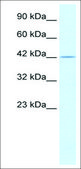 Anti-PSMD4 (AB1) antibody produced in rabbit affinity isolated antibody