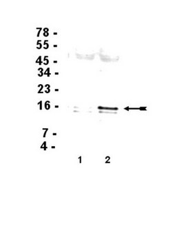 Anti-Phospho-Histone H3 (Ser10) Antibody, clone 3H10, Cy5 conjugate clone 3H11, Upstate&#174;, from mouse