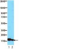 Anti-Histone Antibody, clone H11-4 clone H11-4, Chemicon&#174;, from mouse