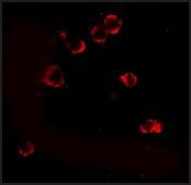 Monoclonal Anti-XBP-1 antibody produced in mouse clone 9B7E5, purified immunoglobulin, buffered aqueous solution