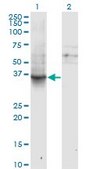Monoclonal Anti-GNAI1 antibody produced in mouse clone 2B8-2A5, purified immunoglobulin, buffered aqueous solution