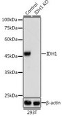 Anti- IDH1 antibody produced in rabbit