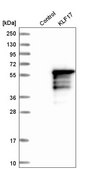Anti-KLF17 antibody produced in rabbit Prestige Antibodies&#174; Powered by Atlas Antibodies, affinity isolated antibody, buffered aqueous glycerol solution