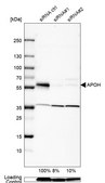 Anti-APOH antibody produced in rabbit Prestige Antibodies&#174; Powered by Atlas Antibodies, affinity isolated antibody, buffered aqueous glycerol solution