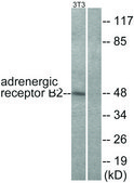 Anti-Adrenergic Receptor &#946;2 antibody produced in rabbit affinity isolated antibody